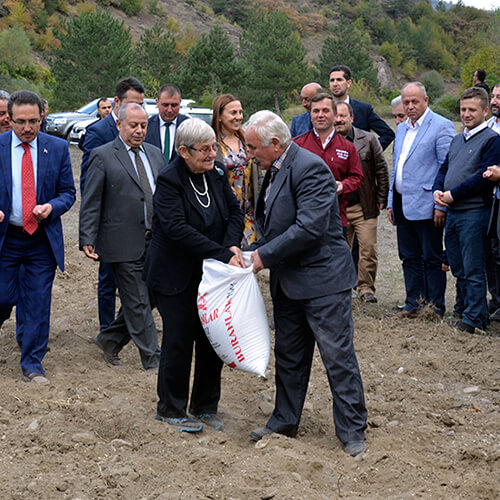 buranlar, gıda, siyez, un, unu, bulgur, buğday, atası, ihsangazi, kastamonu, organik