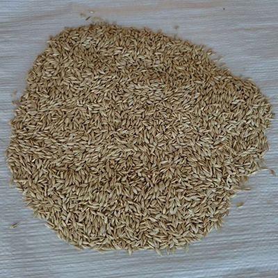 buranlar, gıda, siyez, un, unu, bulgur, buğday, atası, ihsangazi, kastamonu, organik