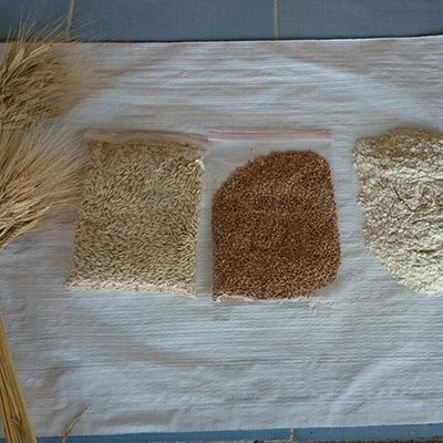 buranlar, gıda, siyez, un, unu, bulgur, buğday, atası, ihsangazi, kastamonu, organik