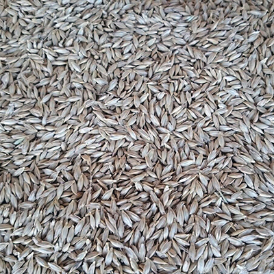 buranlar, gıda, siyez, un, unu, bulgur, buğday, atası, ihsangazi, kastamonu, organik